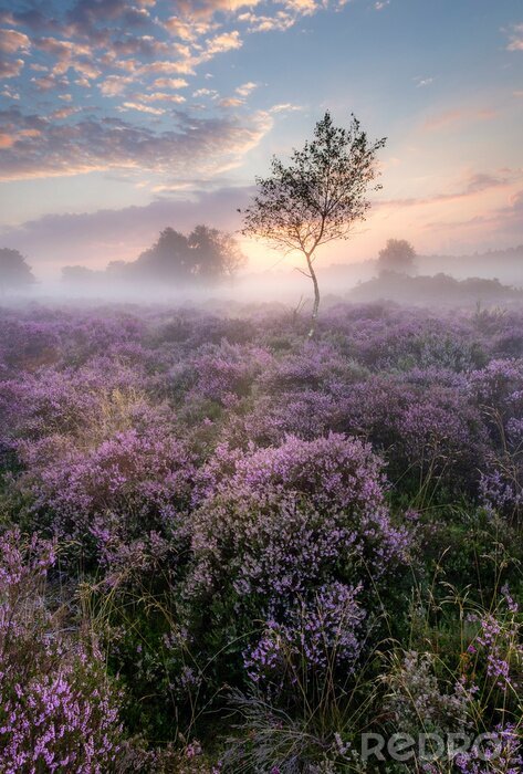 Bild Foto einer Feldwiese