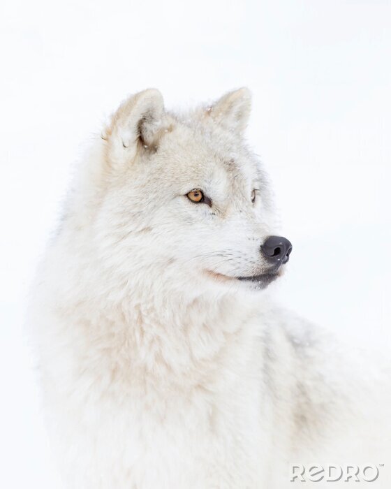 Bild Foto eines arktischen Wolfs