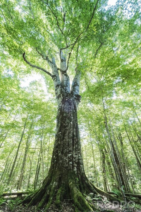 Bild Foto eines Baumes aus Froschperspektive