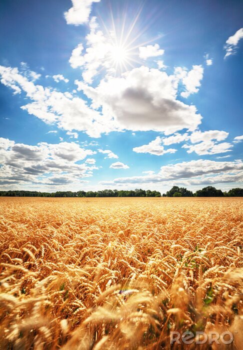 Bild Foto eines Weizenfeldes