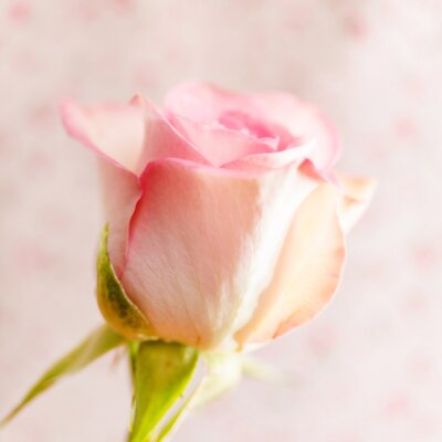 Bild Fotografie mit einer rosa Blume