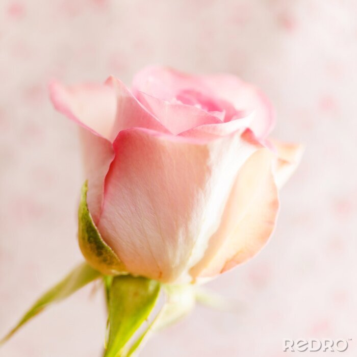 Bild Fotografie mit einer rosa Blume