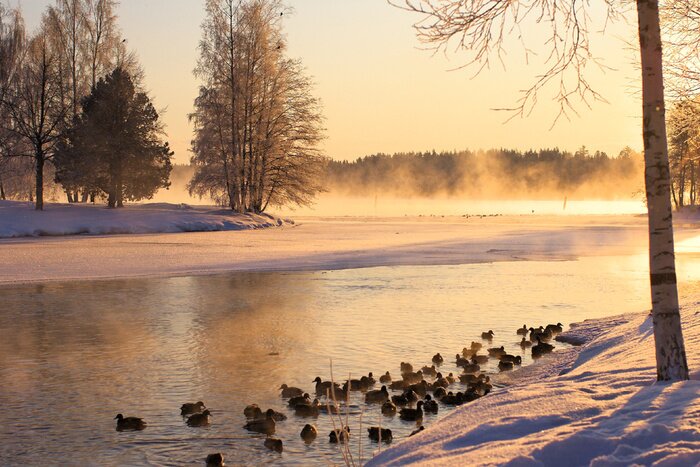 Bild friedliche Landschaft mit Birken
