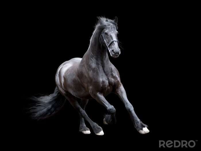 Bild Friesenpferd auf schwarzem hintergrund