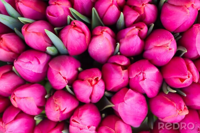 Bild Frische Tulpen in Rosa