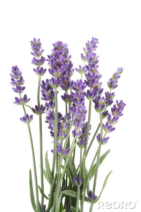 Bild Frischer Lavendel kleine Blumen