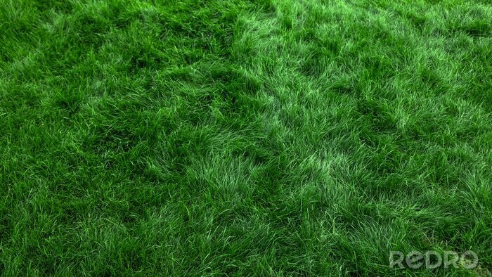 Bild Frisches grünes Gras