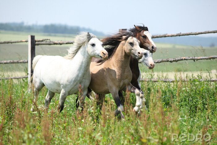 Bild Fröhliche laufende Pferde