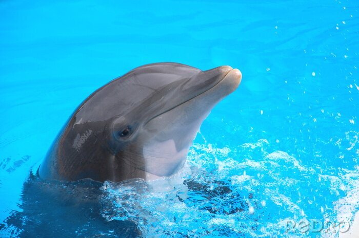 Bild Fröhlicher Delfin