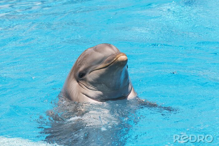 Bild Fröhlicher lächelnder Delfin
