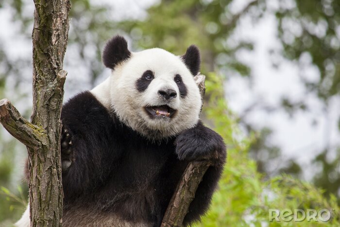Bild Fröhlicher Panda in einem Baum