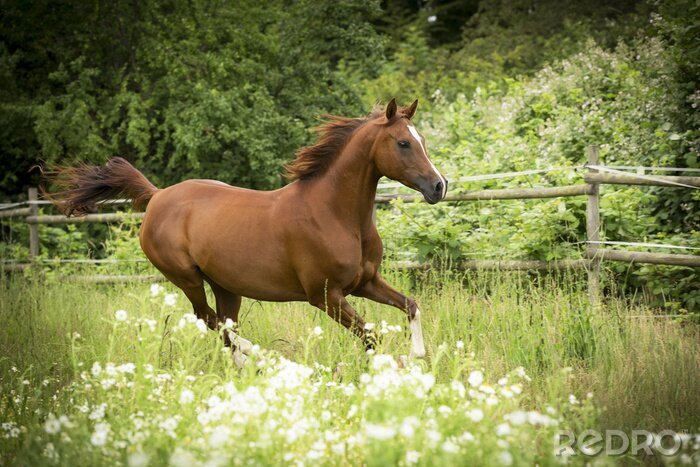 Bild Fröhliches Pferd auf der Wiese