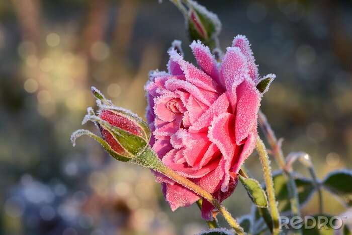 Bild Frost auf Rosenblättern
