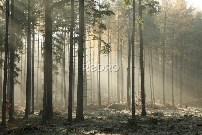 Bild Frost im Herbstwald