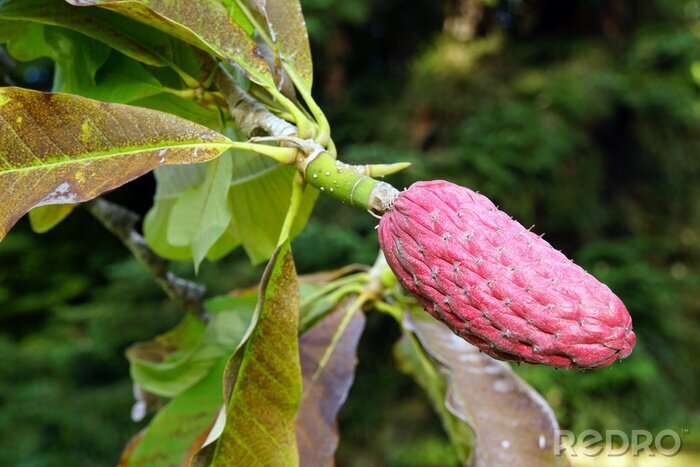 Bild Früchte der chinesischen Magnolie