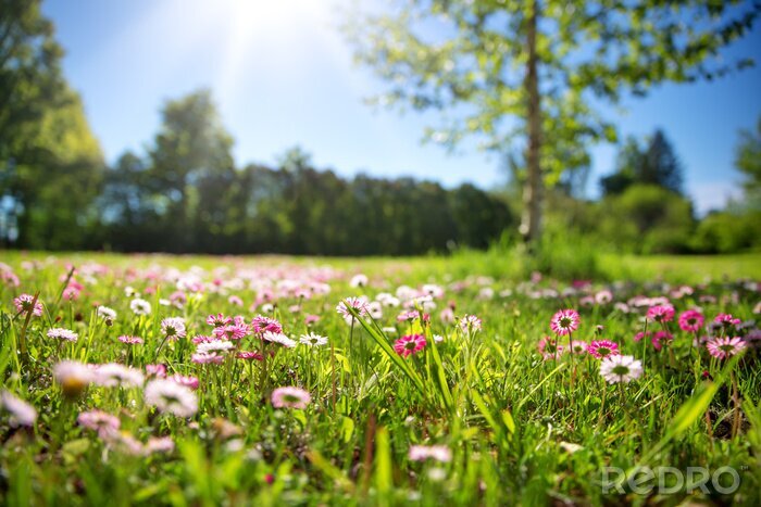 Bild Frühling Blumen auf der Feldwiese