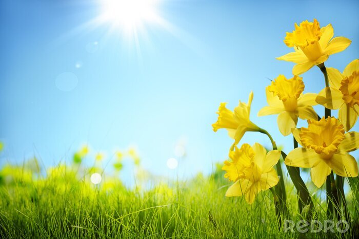 Bild Frühling gelbe Blumen Jonquille
