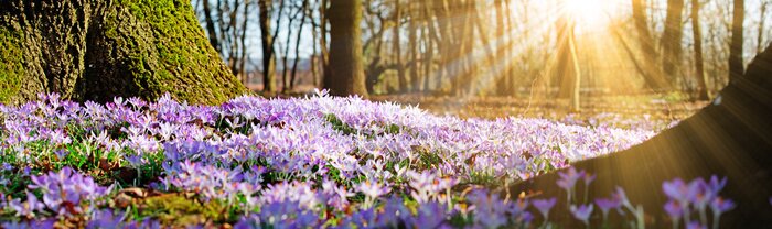 Bild Frühling im Wald und blühende Blumen
