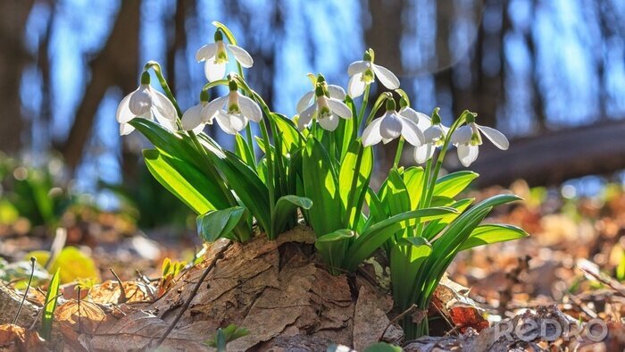 Bild Frühling im Wald und blühende Lichtung
