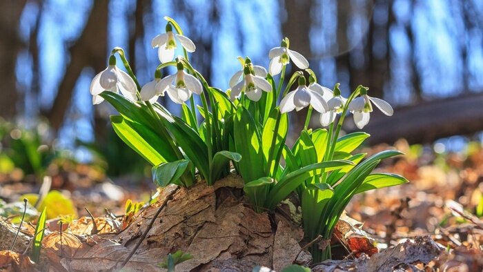 Bild Frühling im Wald und blühende Lichtung