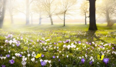 Bild Frühling im Wald und bunte Blumen