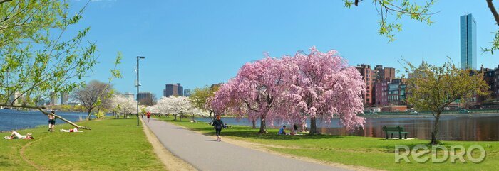 Bild Frühling in Boston