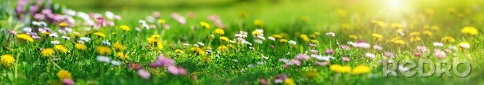Bild Frühling in der Natur auf einer Blumenwiese