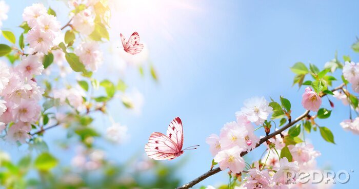 Bild Frühling in der Natur Schmetterlinge und Blumen