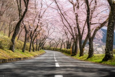 Bild Frühling in der Präfektur Shizuoka