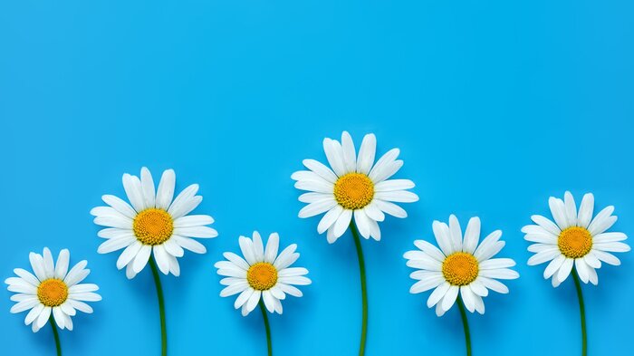 Bild Frühlings-Gänseblümchen auf blauem Hintergrund