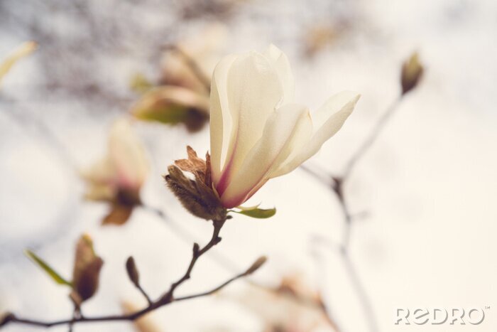 Bild Frühlings-Magnolienblüten