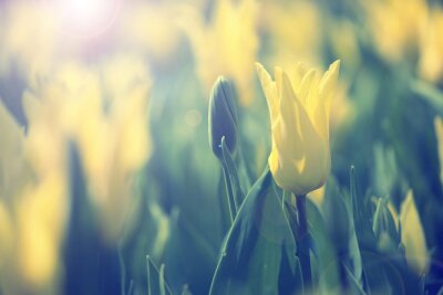Bild Frühlingsaufnahme mit Tulpen