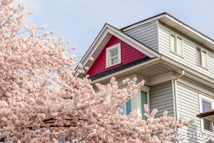 Bild Frühlingsbaum vor dem Hintergrund des Hauses