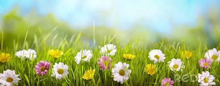Bild Frühlingsblume auf der Wiese