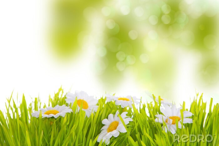 Bild Frühlingsblumen auf einem unscharfen Hintergrund