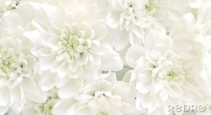 Bild Frühlingsblumen in weiß