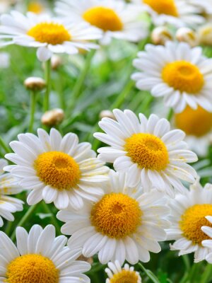 Frühlingsblumen von nahem