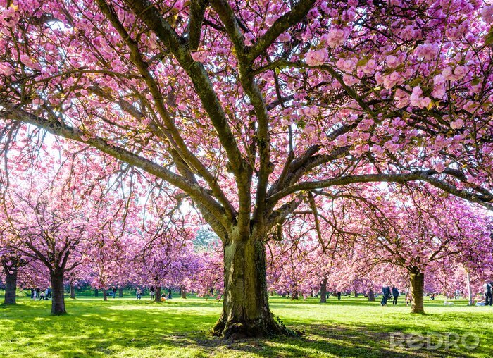 Bild Frühlingskirschbaum in voller Blüte