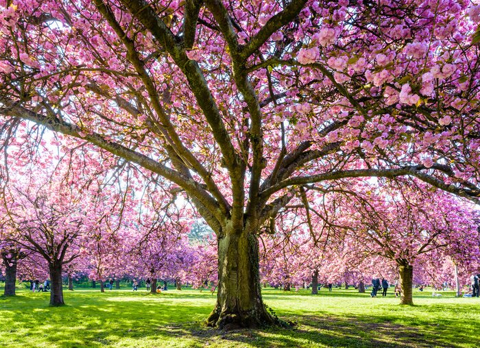 Bild Frühlingskirschbaum in voller Blüte