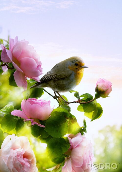 Bild Frühlingslandschaft mit Rosen und Vogel