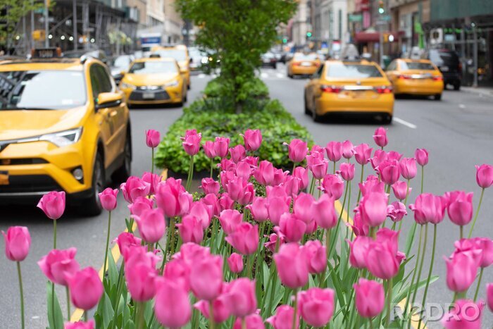 Bild Frühlingstulpen in Manhattan