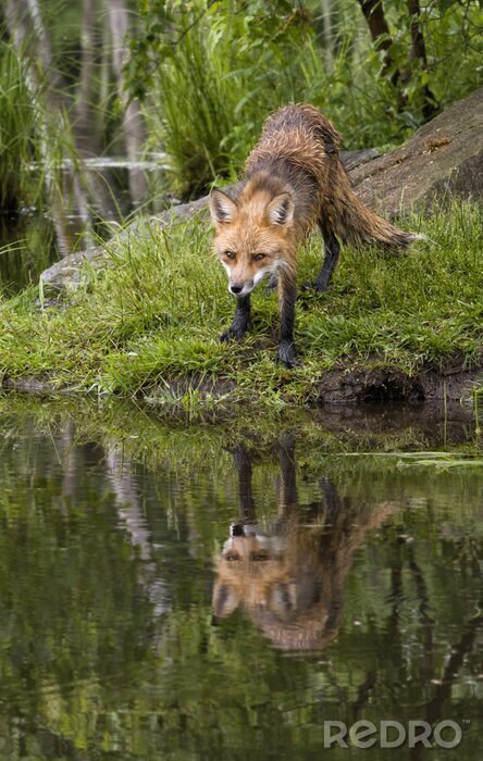 Bild Fuchs am Fluss