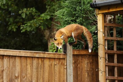 Bild Fuchs auf einem Holzzaun