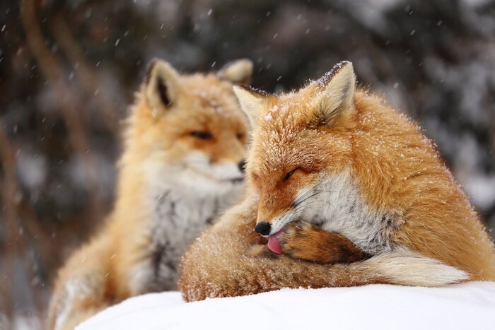 Bild Fuchs beim Waschen