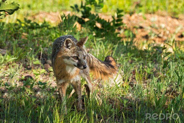 Bild Fuchs im hohen Gras