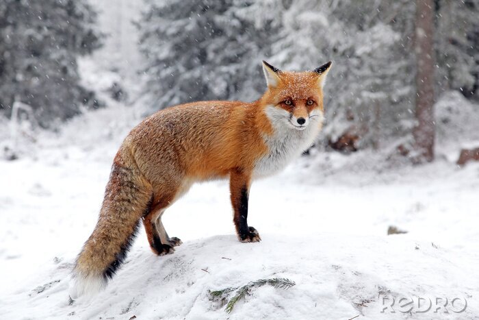 Bild Fuchs im Schnee im kalten Winter