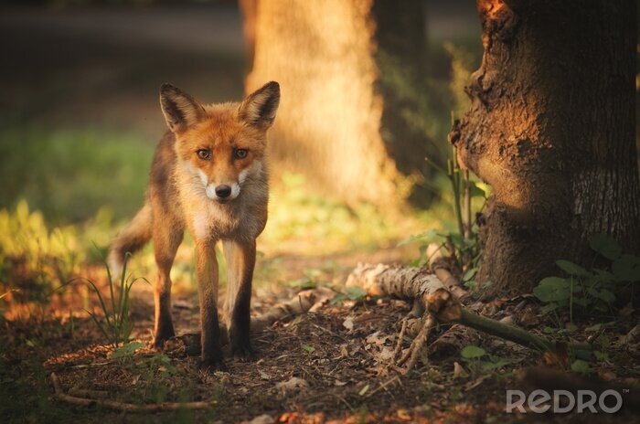 Bild Fuchs im sonnigen Wald