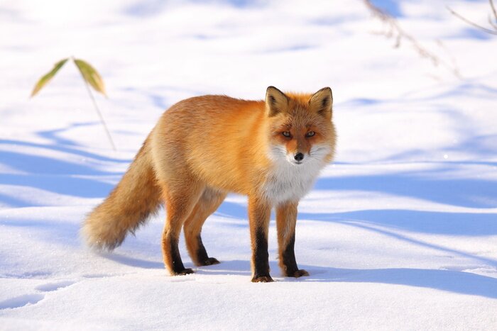 Bild Fuchs im Winter im Schnee