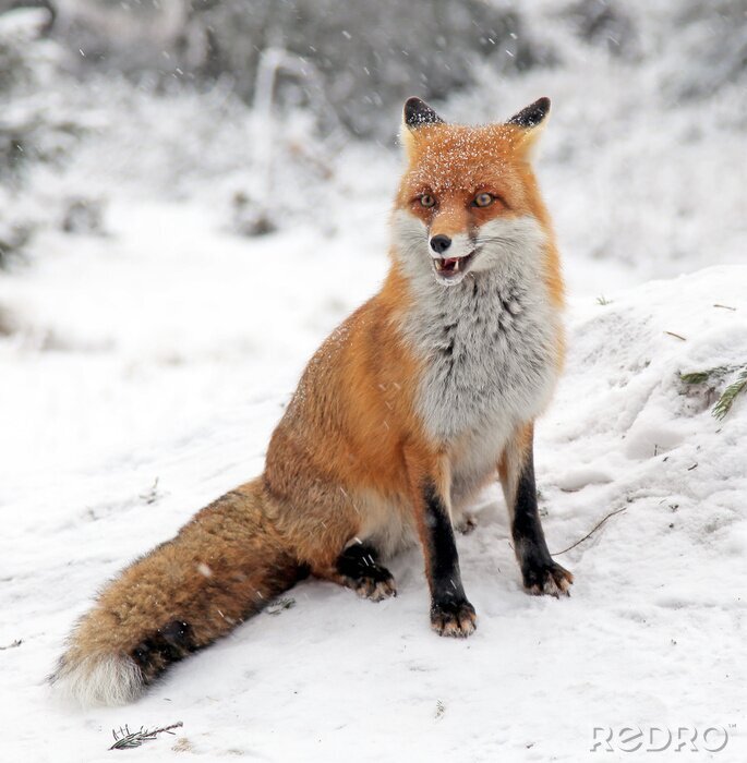 Bild Fuchs im Winter im Wald