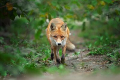 Fuchs in grünen Blättern